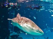 Einzigartige Tierbegegnungen in Georgia Tauchen mit Walhaien (c) Georgia Aquarium