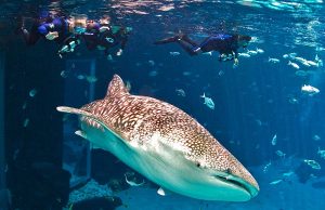 Einzigartige Tierbegegnungen in Georgia Tauchen mit Walhaien (c) Georgia Aquarium