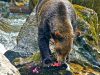 Vier neue Canadian Signature Experiences Grizzly (c) Sea Wolf Adventures