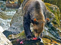 Vier neue Canadian Signature Experiences Grizzly (c) Sea Wolf Adventures