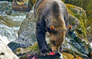 Vier neue Canadian Signature Experiences Grizzly (c) Sea Wolf Adventures