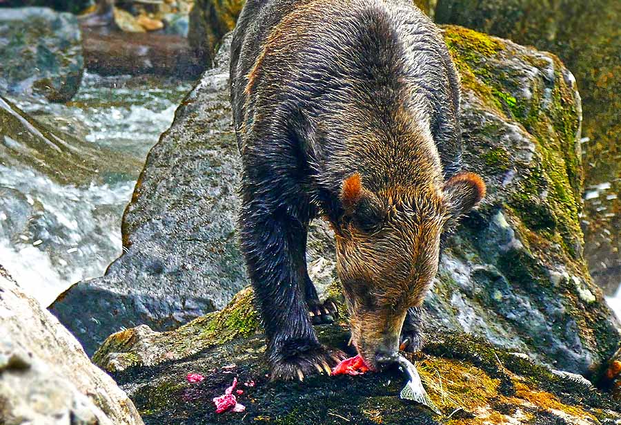 Grizzly (c) Sea Wolf Adventures