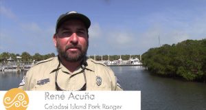 Kajaktouren bieten einen Blick auf die Natur St. Pete/Clearwater