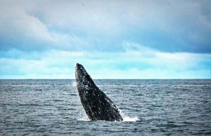 Winterliches „Whale Watching“ in Virginia Beach Whale Watching (cc) Eric Neitzel