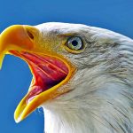 Weisskopfseeadler (c) Fasten your Seatbelts