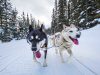 IFSS Sleddog World Championship 2017 in Ontario Schlitten-Hunde (c) CTC