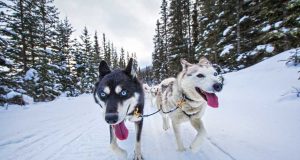 IFSS Sleddog World Championship 2017 in Ontario Schlitten-Hunde (c) CTC