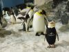 SeaWorld Orlando – Pinguin im Neoprenanzug Pinguin im Neoprenanzug (c) SeaWorld Orlando