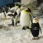 Pinguin im Neoprenanzug (c)  SeaWorld Orlando
