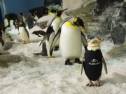 SeaWorld Orlando – Pinguin im Neoprenanzug Pinguin im Neoprenanzug (c) SeaWorld Orlando