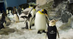 SeaWorld Orlando – Pinguin im Neoprenanzug Pinguin im Neoprenanzug (c) SeaWorld Orlando