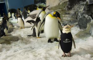 SeaWorld Orlando – Pinguin im Neoprenanzug Pinguin im Neoprenanzug (c) SeaWorld Orlando