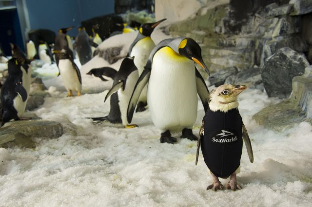 Pinguin im Neoprenanzug (c) SeaWorld Orlando