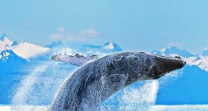 Mit der „Sonne Norwegens“ nach Alaska Buckelwal (c) Norwegian Cruise Line