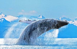 Mit der „Sonne Norwegens“ nach Alaska Buckelwal (c) Norwegian Cruise Line