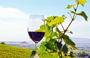 Idaho: Von der Kartoffel- zur Weinnation Idaho Wein (c) John Poimiroo / Idaho Tourism