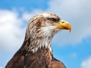 Winterzeit ist Adlersaison in Illinois Weisskopfseeadler (cc) Chris