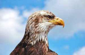 Winterzeit ist Adlersaison in Illinois Weisskopfseeadler (cc) Chris