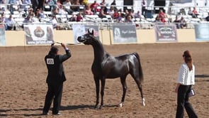 Geballte Pferdestärken in Scottsdale