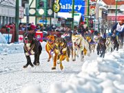 Iditarod! Neun Tage durch die eisige Tundra von Alaska Iditarod (c) ACVB