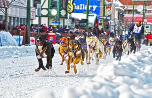 Iditarod! Neun Tage durch die eisige Tundra von Alaska Iditarod (c) ACVB