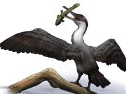 Neue prähistorische Vogelart in Nunavut entdeckt