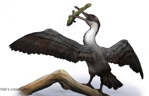 Neue prähistorische Vogelart in Nunavut entdeckt