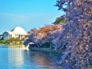 Rosa Blütenpracht an der National Mall Cherry Blossom (c) National Cherry Blossol Festival