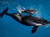 Letztes Killerwal-Baby in SeaWorld geboren Orcas (c) Seaworld