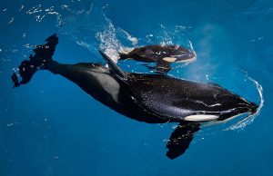 Letztes Killerwal-Baby in SeaWorld geboren Orcas (c) Seaworld