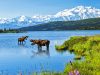 CANUSA TOURISTIK mit neuem Katalog für Alaska & Yukon Denali Alaska (c) koenig/ canusa