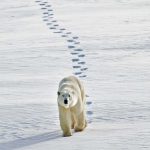 Eisbär (c) Frontiers North Adventures / canusa