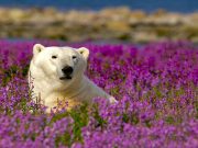 Churchill zählt zu den „World‘s Greatest Places of 2023“ des TIME Magazins Eisbär (c) Churchill Wild