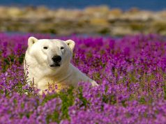 Churchill zählt zu den „World‘s Greatest Places of 2023“ des TIME Magazins Eisbär (c) Churchill Wild