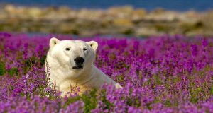 Churchill zählt zu den „World‘s Greatest Places of 2023“ des TIME Magazins Eisbär (c) Churchill Wild