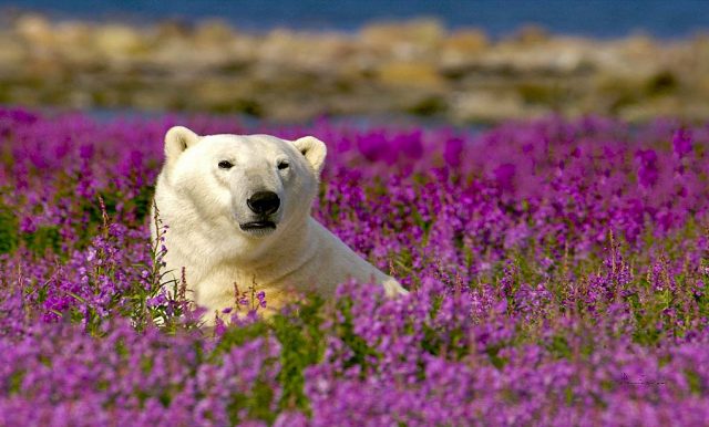 Eisbär (c) Churchill Wild