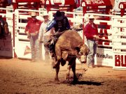 Die 105. Calgary Stampede lockt zur Rodeo-Show der Extraklasse