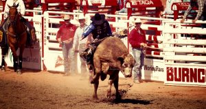 Die 105. Calgary Stampede lockt zur Rodeo-Show der Extraklasse