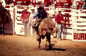 Die 105. Calgary Stampede lockt zur Rodeo-Show der Extraklasse