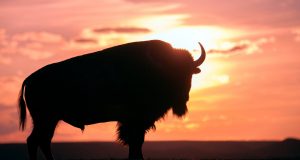 Sportliches Geburtstagsspektakel in Saskatchewan