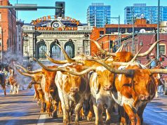 Auf den Spuren der Cowboys in Colorado National Western Stock Show Parade (c) Steve Crecelius / Visit Denver