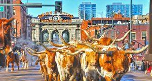 Auf den Spuren der Cowboys in Colorado National Western Stock Show Parade (c) Steve Crecelius / Visit Denver