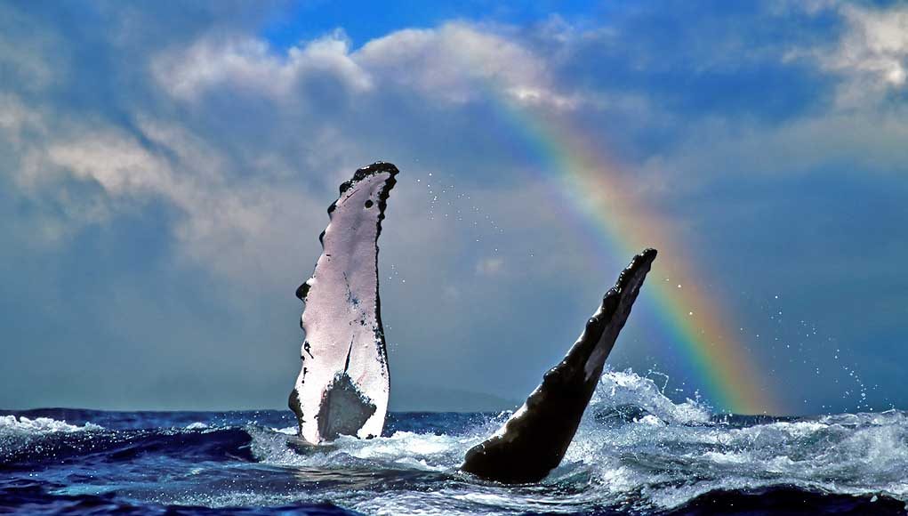 Wale © Hawaii Tourism Authority (HTA) / Joe West
