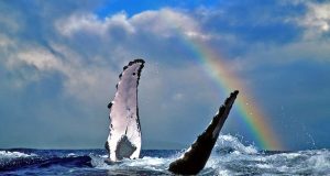 Wa(h)lheimat Hawaii Wale © Hawaii Tourism Authority (HTA) / Joe West