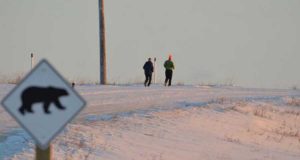 Polar Bear Marathon in Churchill: Extremsport im Land der Eisbären Polar Bear Marathon (c) Churchill Wild