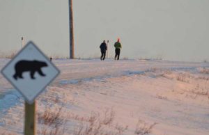 Polar Bear Marathon in Churchill: Extremsport im Land der Eisbären Polar Bear Marathon (c) Churchill Wild