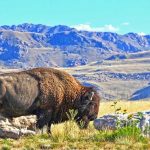 Bison auf Antelope Island (c) Steve Greenwood | Utah Office of Tourism