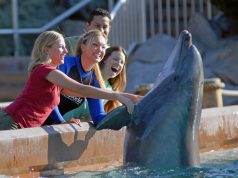 San Diego ist in den Herbstferien ein besonders interessantes Reiseziel für Familien SeaWorld San Diego (c) SeaWorld Parks & Entertainment