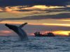 Wintererlebnisse in Virginia Beach Whale Watching (c) Virginia Beach Convention & Visitors Bureau