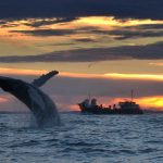 Whale Watching (c) Virginia Beach Convention & Visitors Bureau